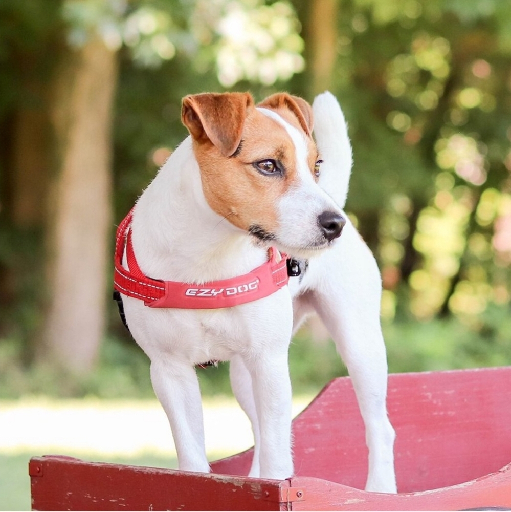 Red EZY Dog Quick Harness